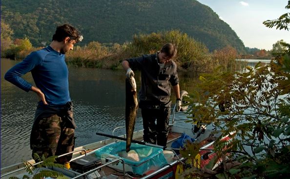 Pesce siluro, la caccia nel lago d’Iseo prosegue anche nel 2022