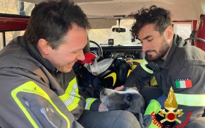 Bloccato nella scarpata da dieci giorni, i Vigili del Fuoco salvano un cane a Marone