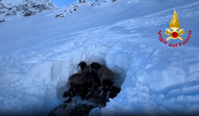 Pecore nella neve a oltre duemila metri di quota, salvate dai Vigili del fuoco