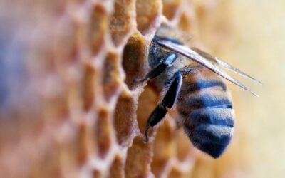 L’apicoltura nell’era del cambiamento climatico, se ne parla a Breno